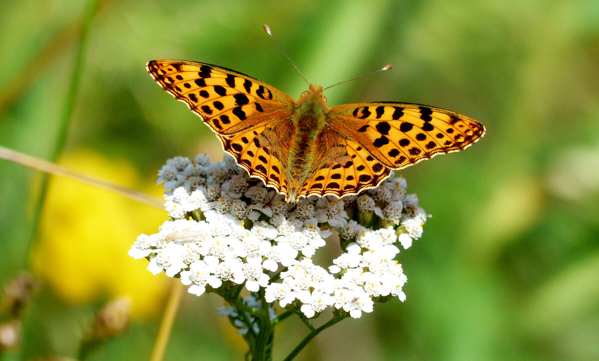 опять про бабочек...269 - Александр Прокудин