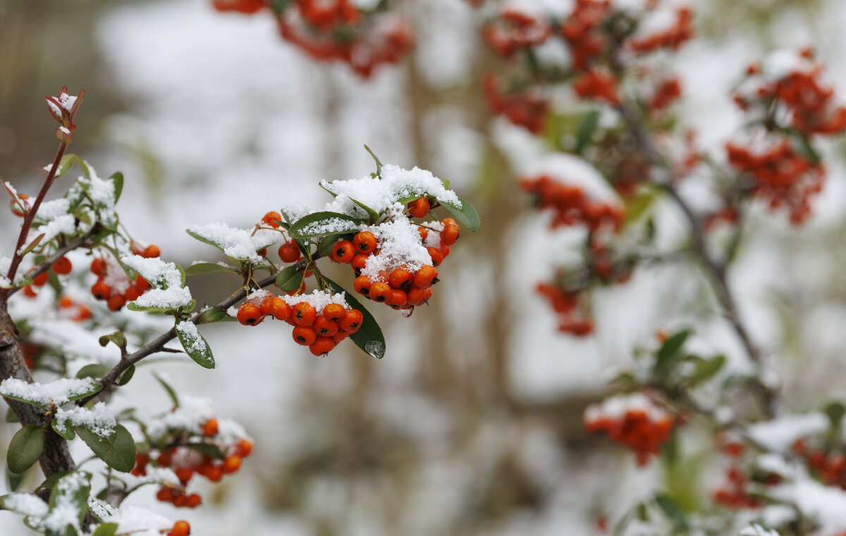 Один день зимы - Светлана Тихонина