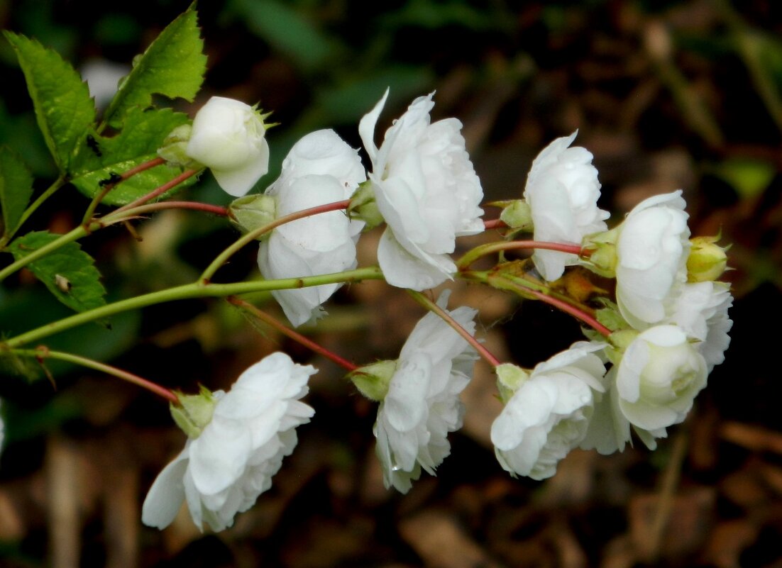 ВЕТОЧКА  РОЗЫ. - Галина 