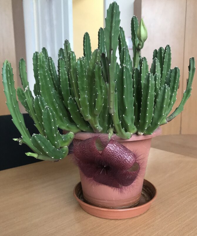 пушистый цветочек :) - zavitok *