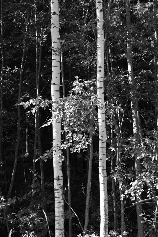 Фотография - Денис Безногов