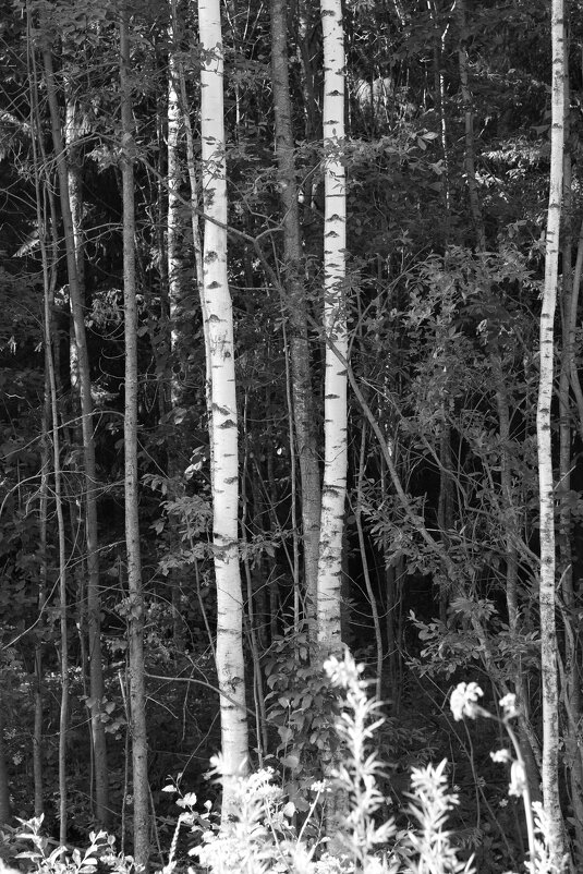 Фотография - Денис Безногов