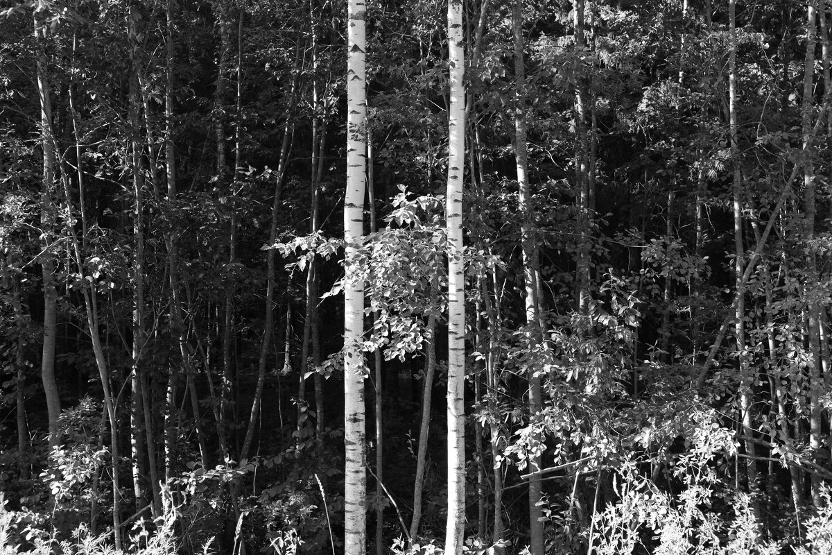 Фотография - Денис Безногов