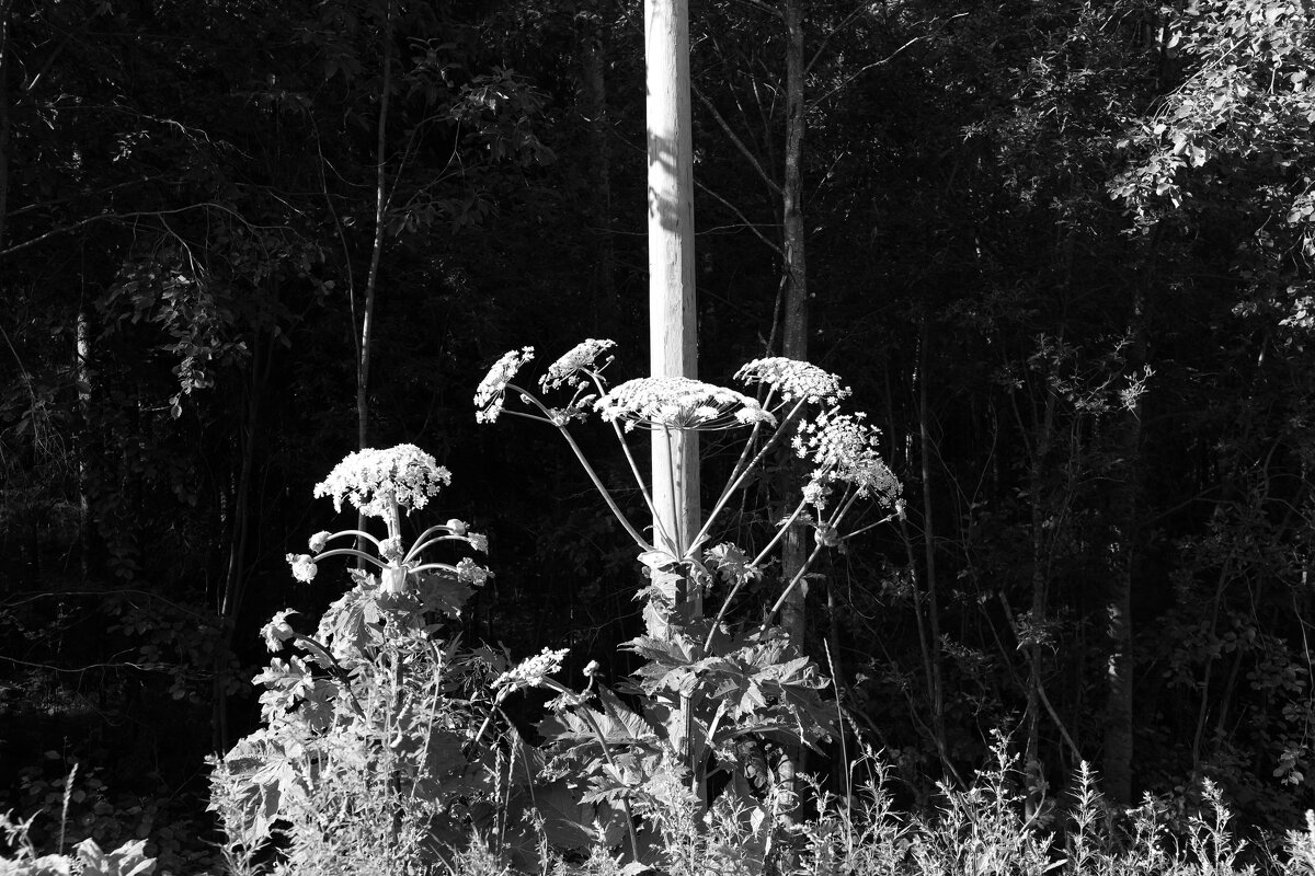 Фотография - Денис Безногов