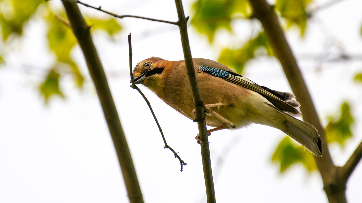 Сойка - Владимир Лазарев