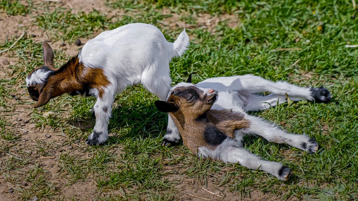 Козлята - Aleksey Afonin Козлята - Aleksey Afonin