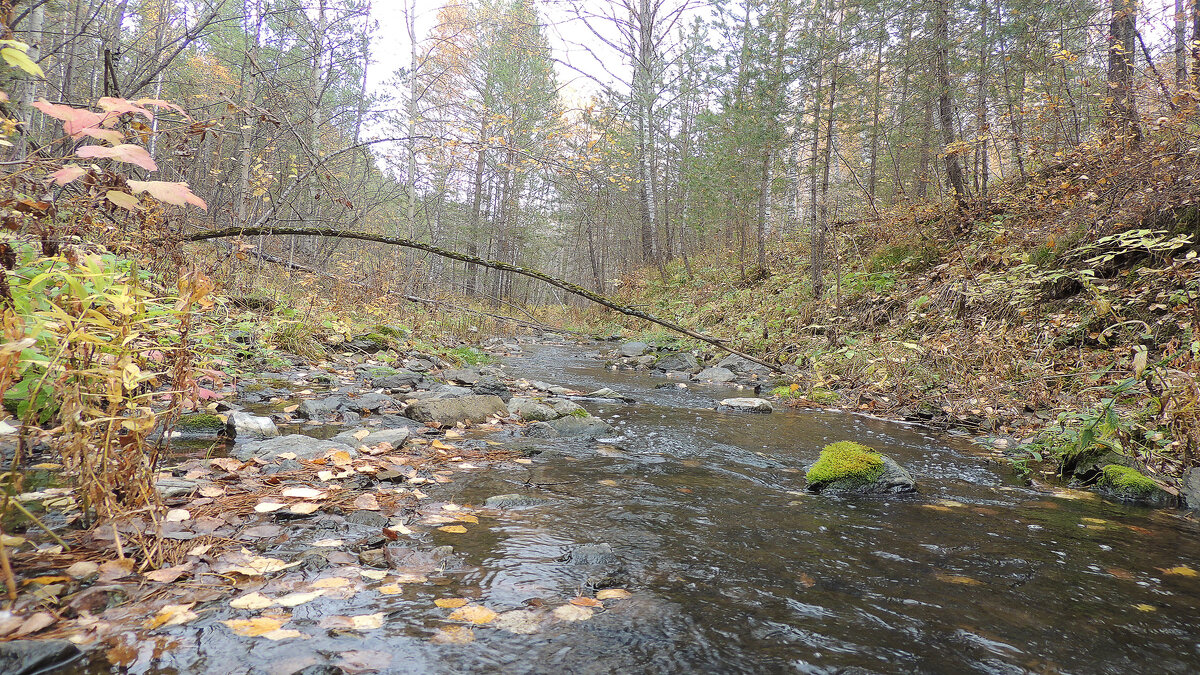 Ручей в осеннем наряде - Владимир Кириченко
