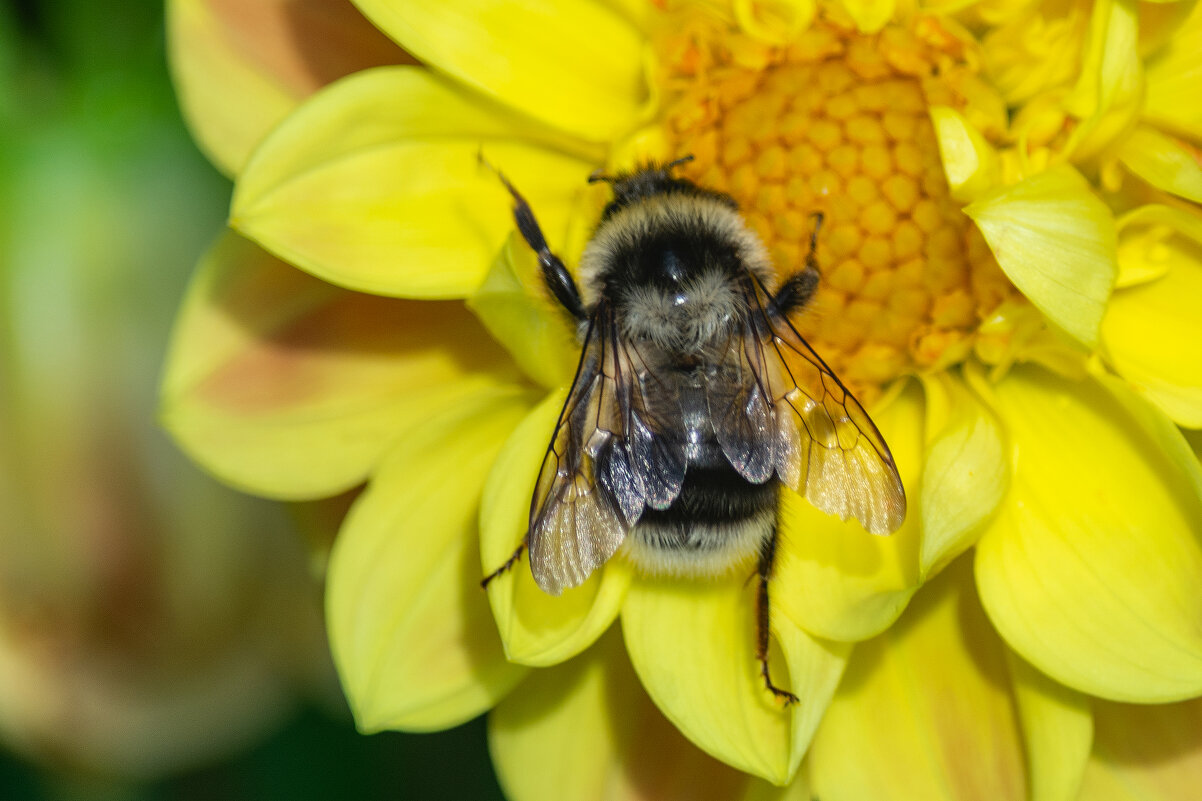 *** - Виктор Иванович Чернюк