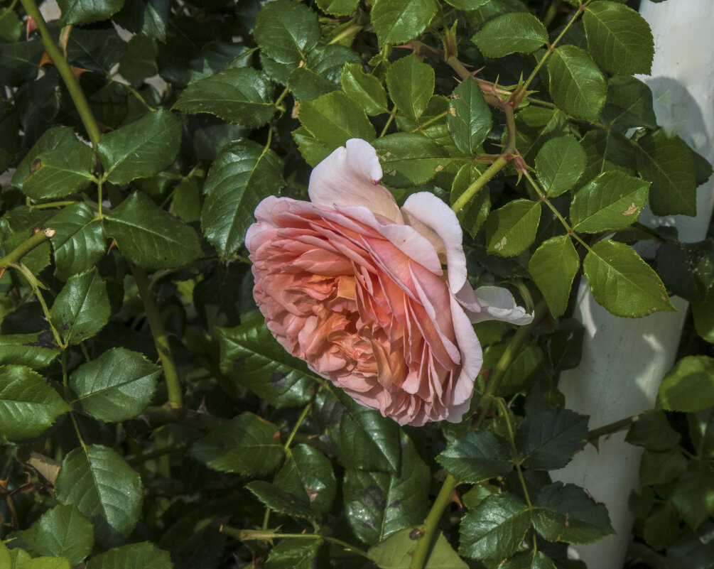 Абрахам  Дерби - Валентин Семчишин