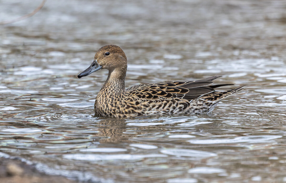 шилохвост самка. - юрий макаров шилохвост самка. - юрий макаров