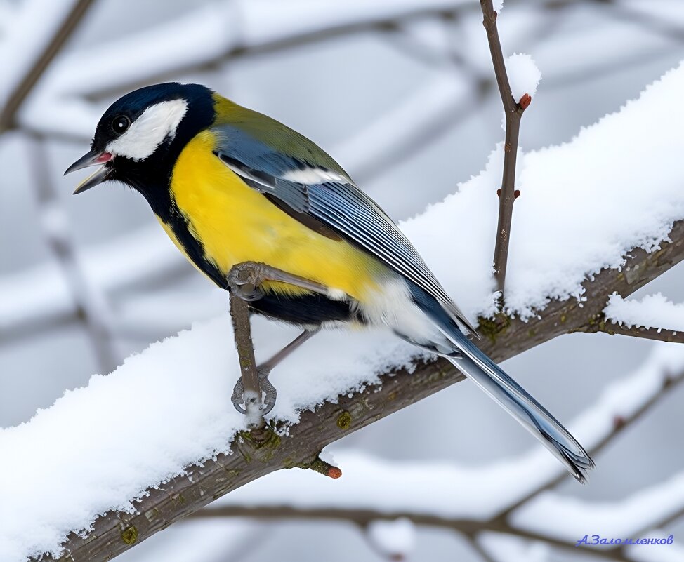 Неунывающие птахи зимы... - Андрей Заломленков