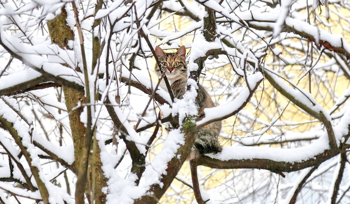 С Новым Годом! - ZNatasha -