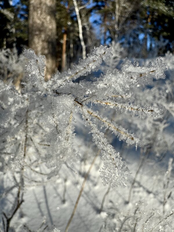Кристаллы зимы. - Сергей Адигамов
