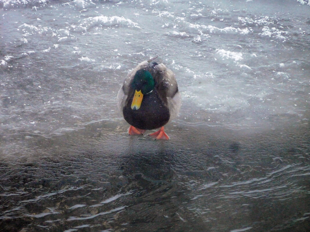 Утка - ирина 