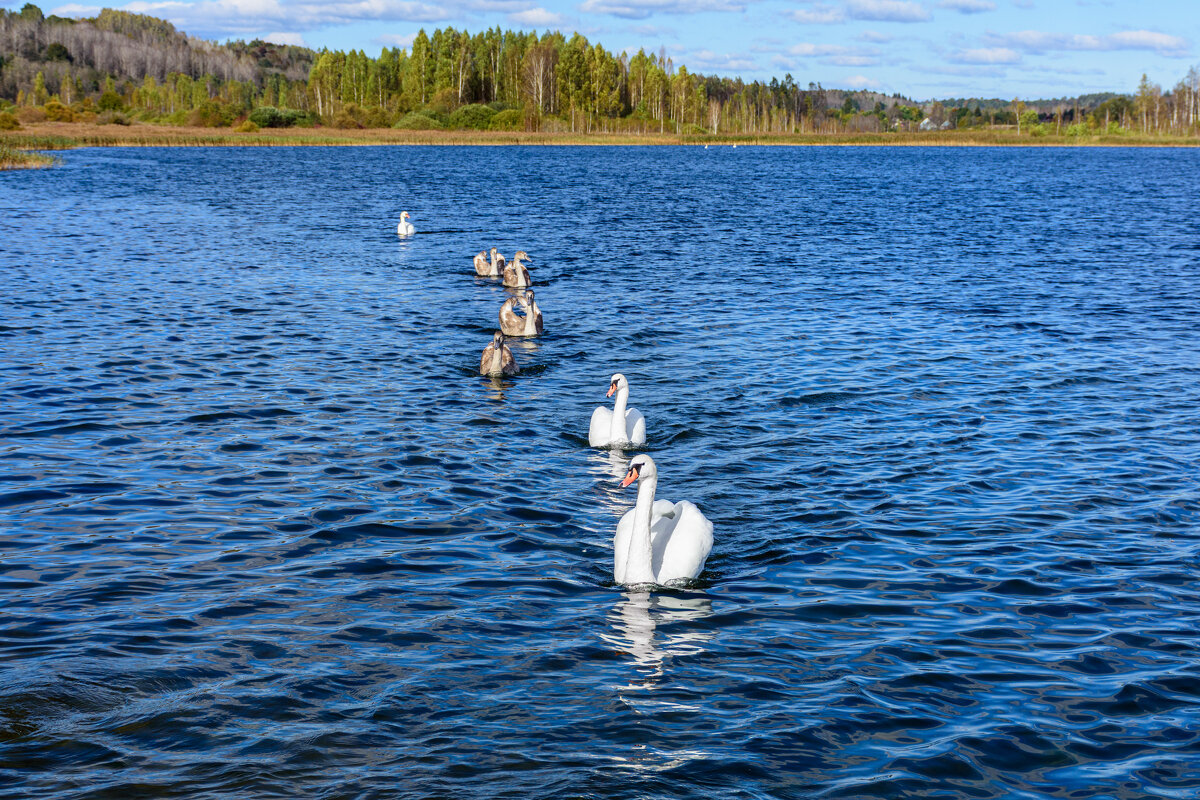 Кильватерный строй - Александр Тихомиров