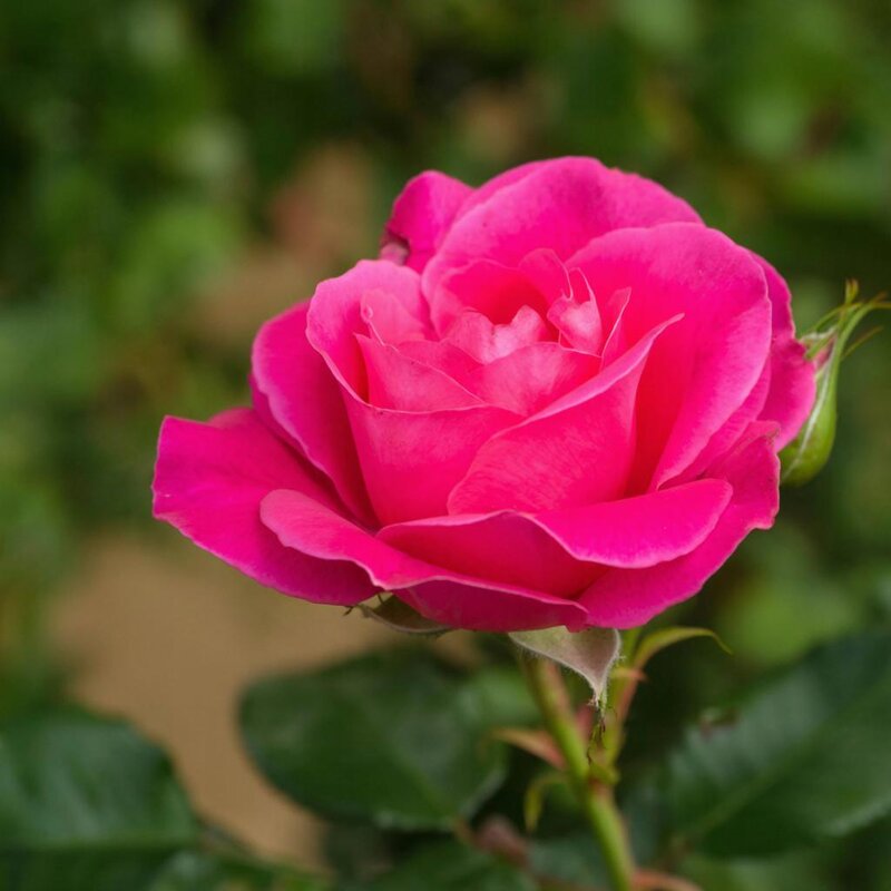 роза - СЕРГЕЙ ФИЛОЧКИН