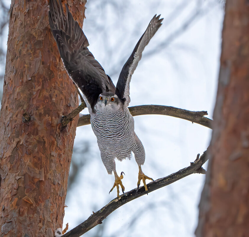 Тетеревятник.04.01.2026 - Viktor Makarov