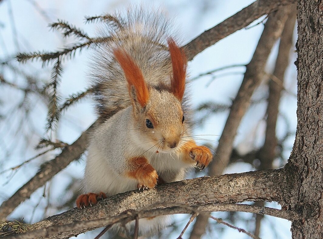 Алтайка - елена беликова Алтайка - елена беликова