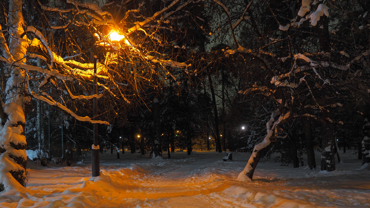 Прогулкив Зимнем Парке - юрий поляков