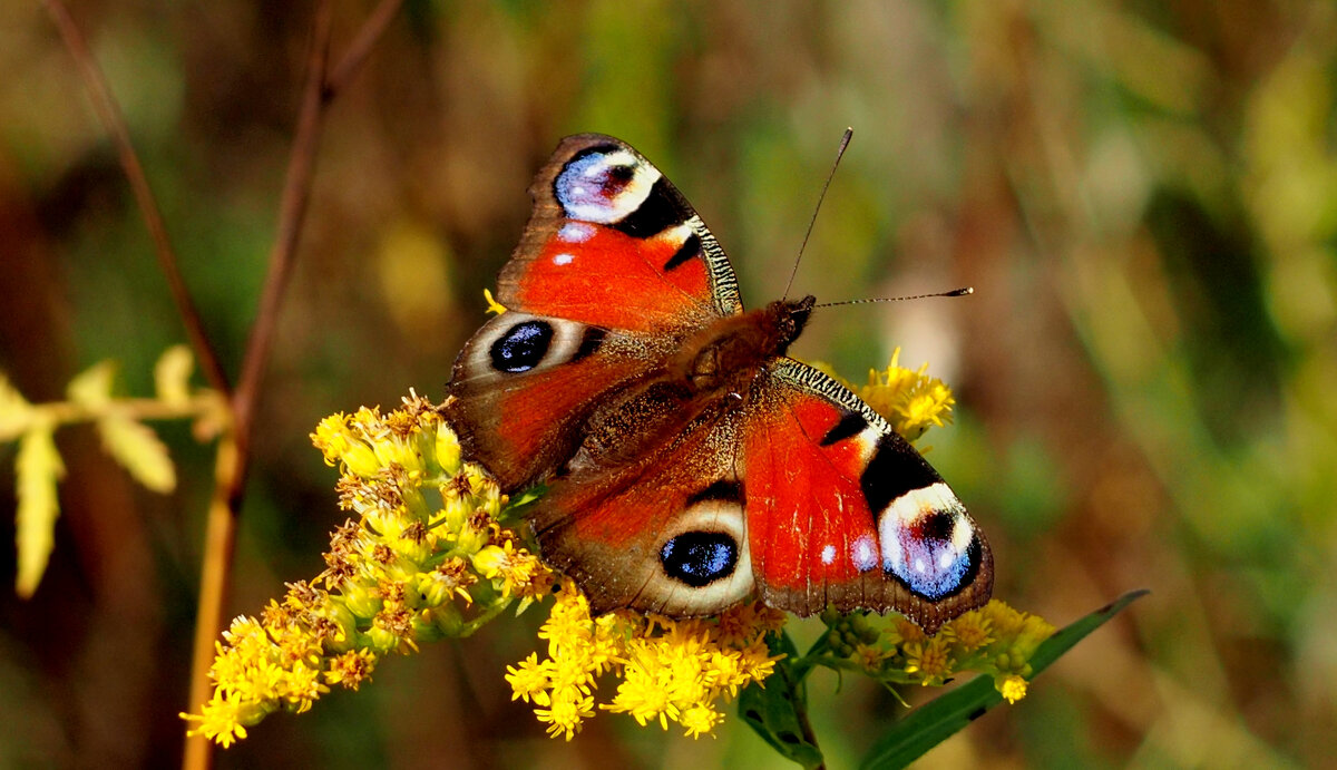 опять про бабочек...274 - Александр Прокудин опять про бабочек...274 - Александр Прокудин