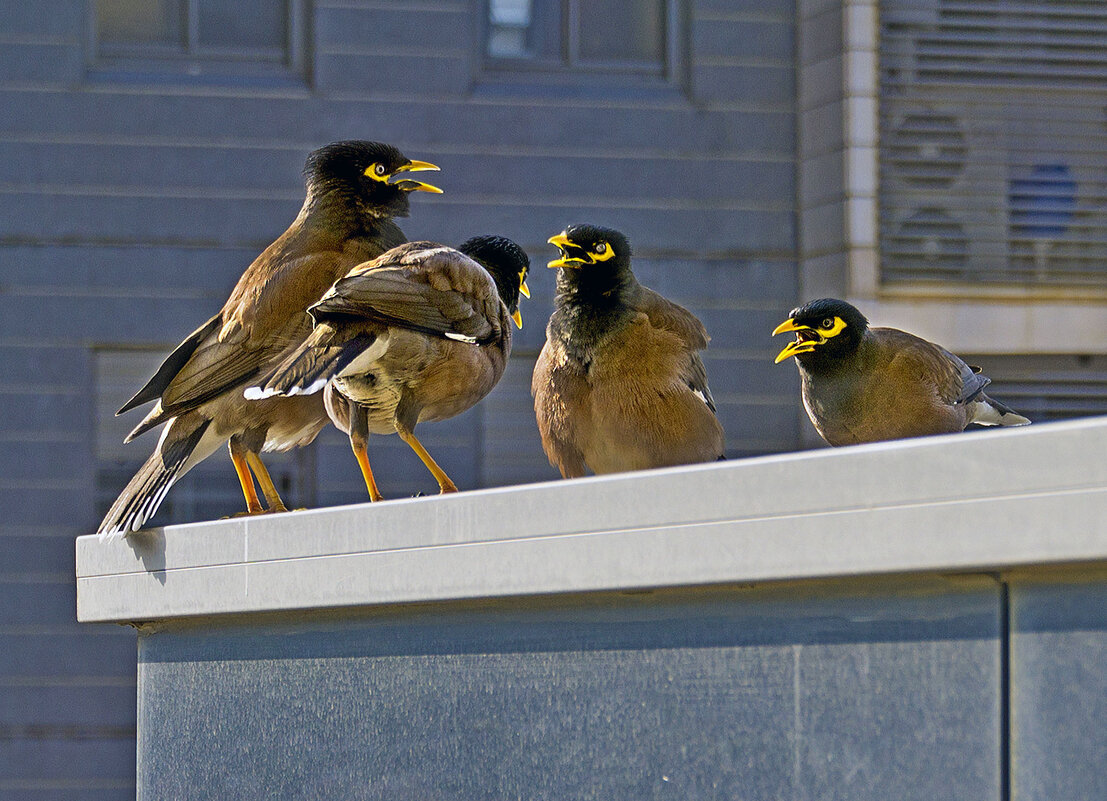 Скандалисты - Эмиль 