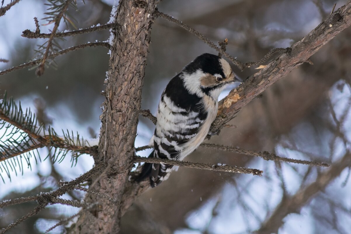 *** - Виктор Иванович Чернюк *** - Виктор Иванович Чернюк