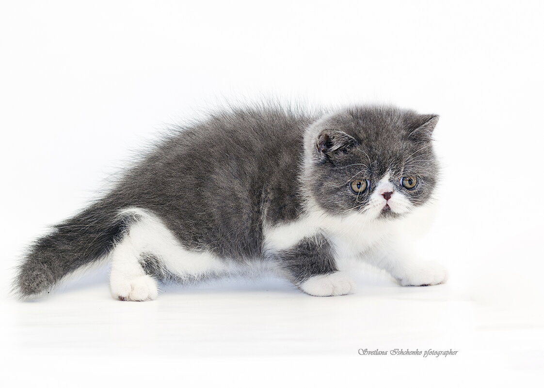 ... - Светлана Ищенко