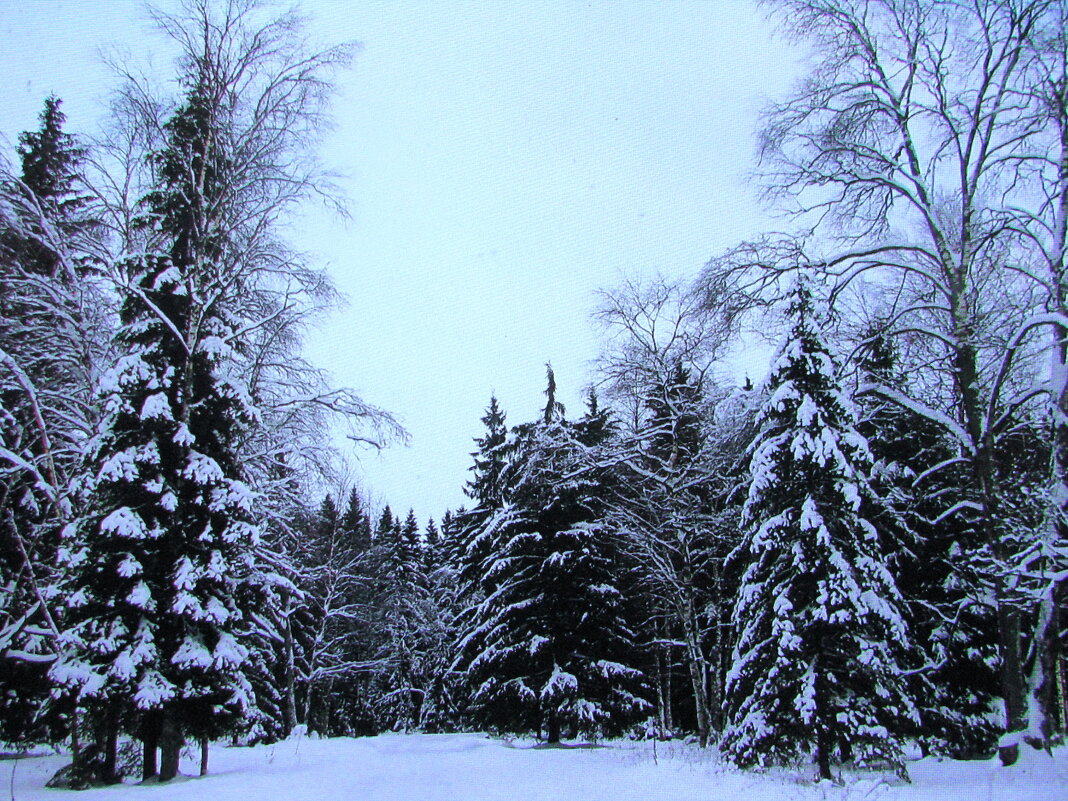 Зимний лес - Людмила Смородинская