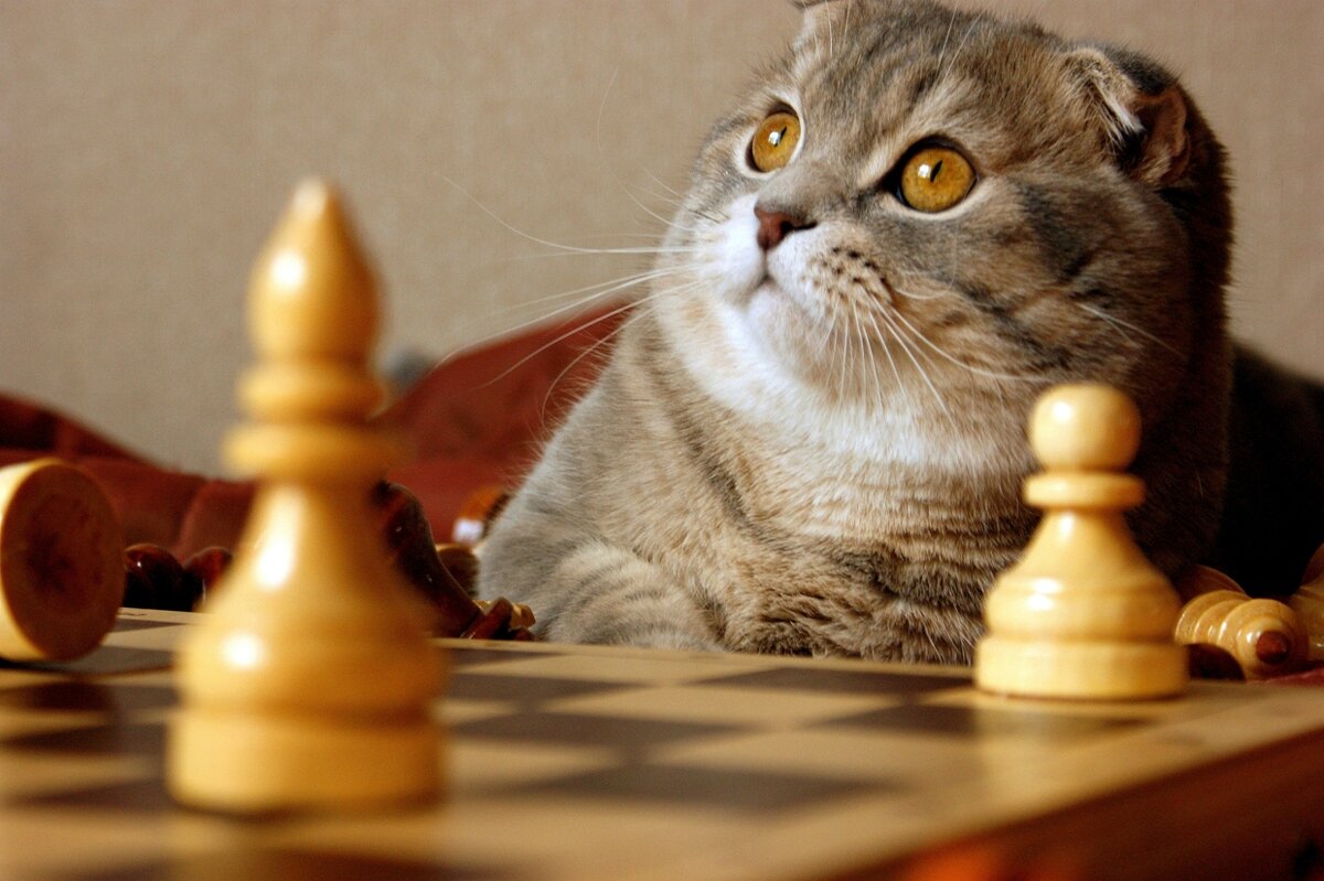 Вам МАТ!!! - Галина Нестратова