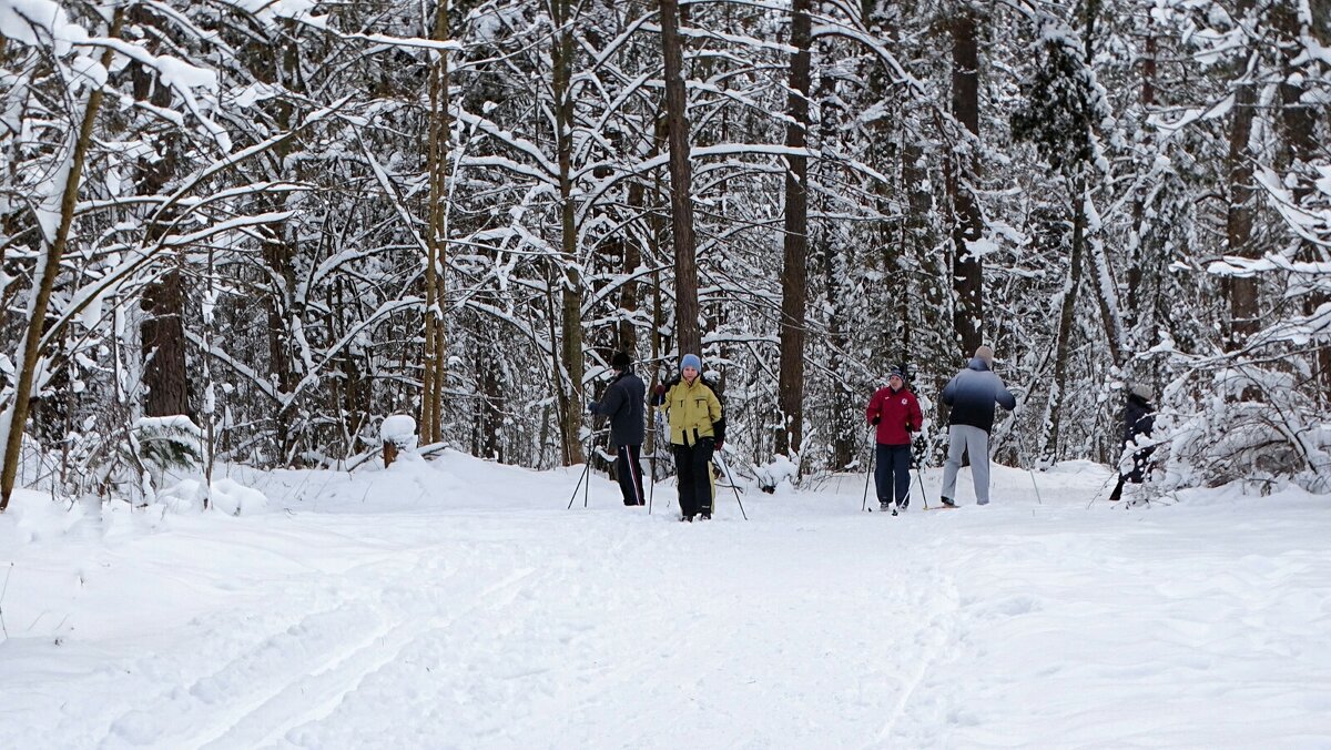 О любителях лыжного спорта. - Милешкин Владимир Алексеевич 
