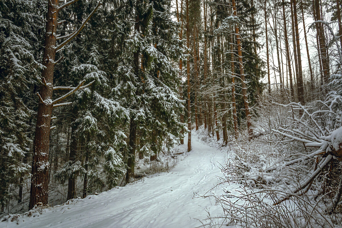 Дорожка на родник - Сергей Цветков