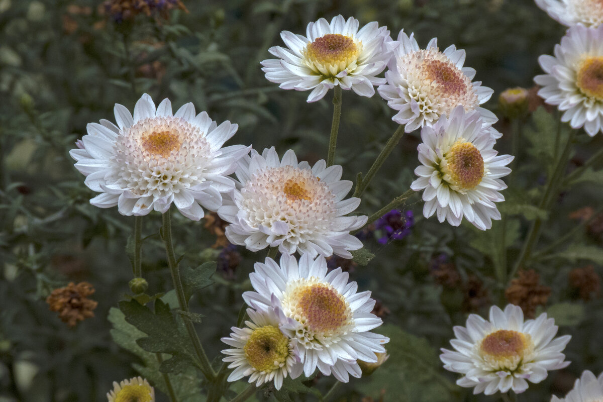 Хризантема  корейская Медея - Валентин Семчишин