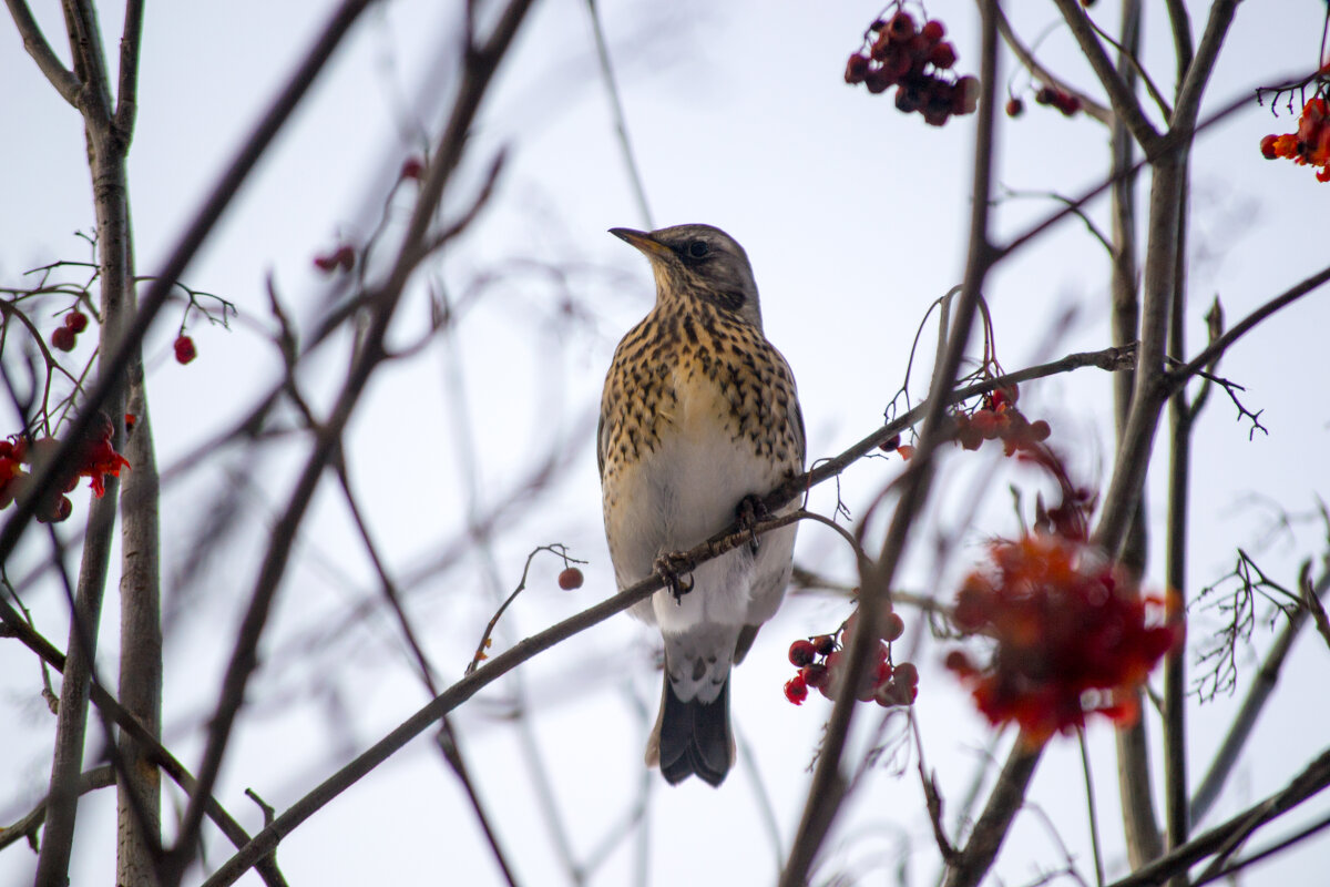 Дрозд рябинник. - Артём Орлов