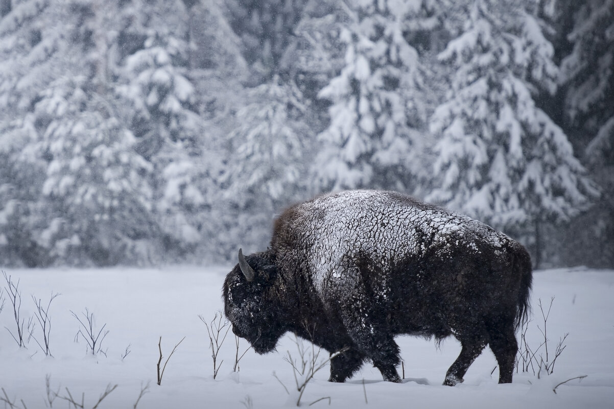 Зубр - Максим Вышарь