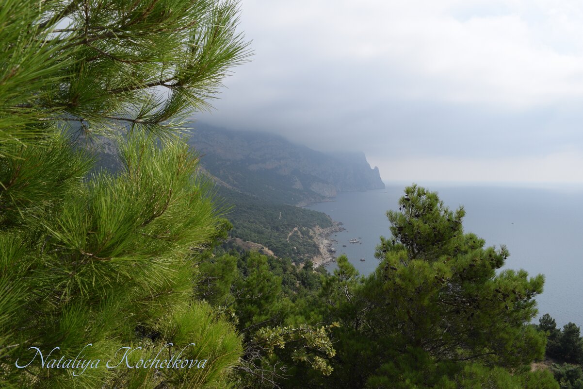 Природа Крыма - Amazing Cosmea