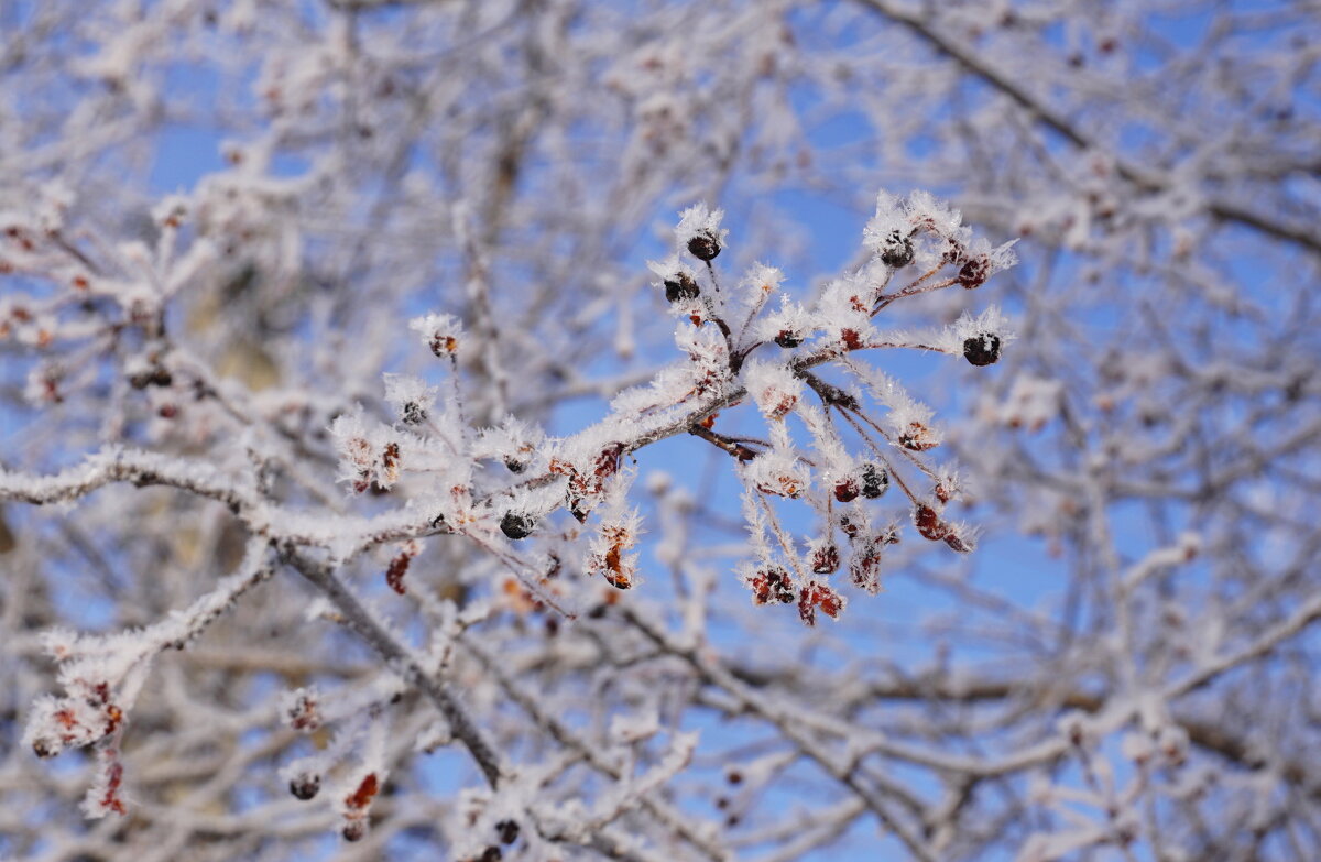 Сибирский мороз - Наталия Григорьева