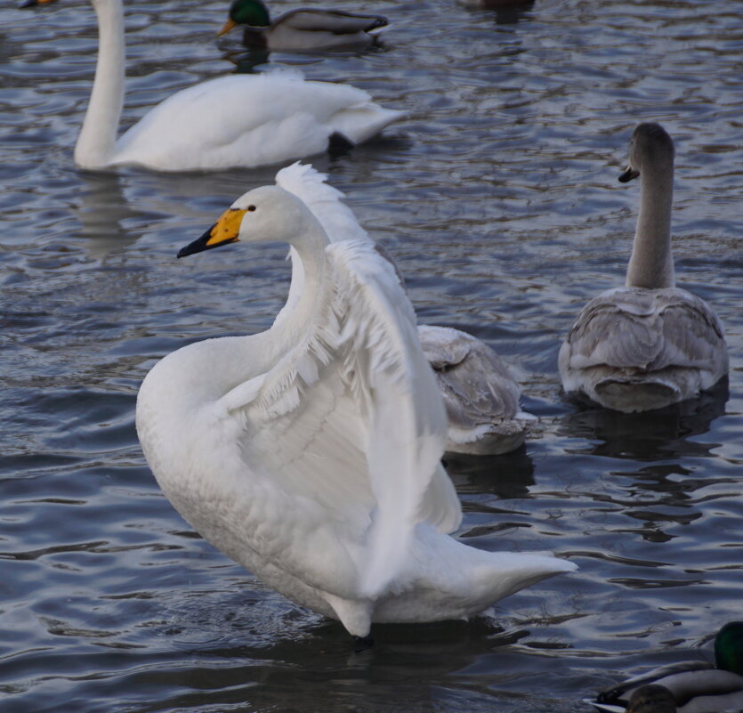 Красавец - Наталия Григорьева Красавец - Наталия Григорьева