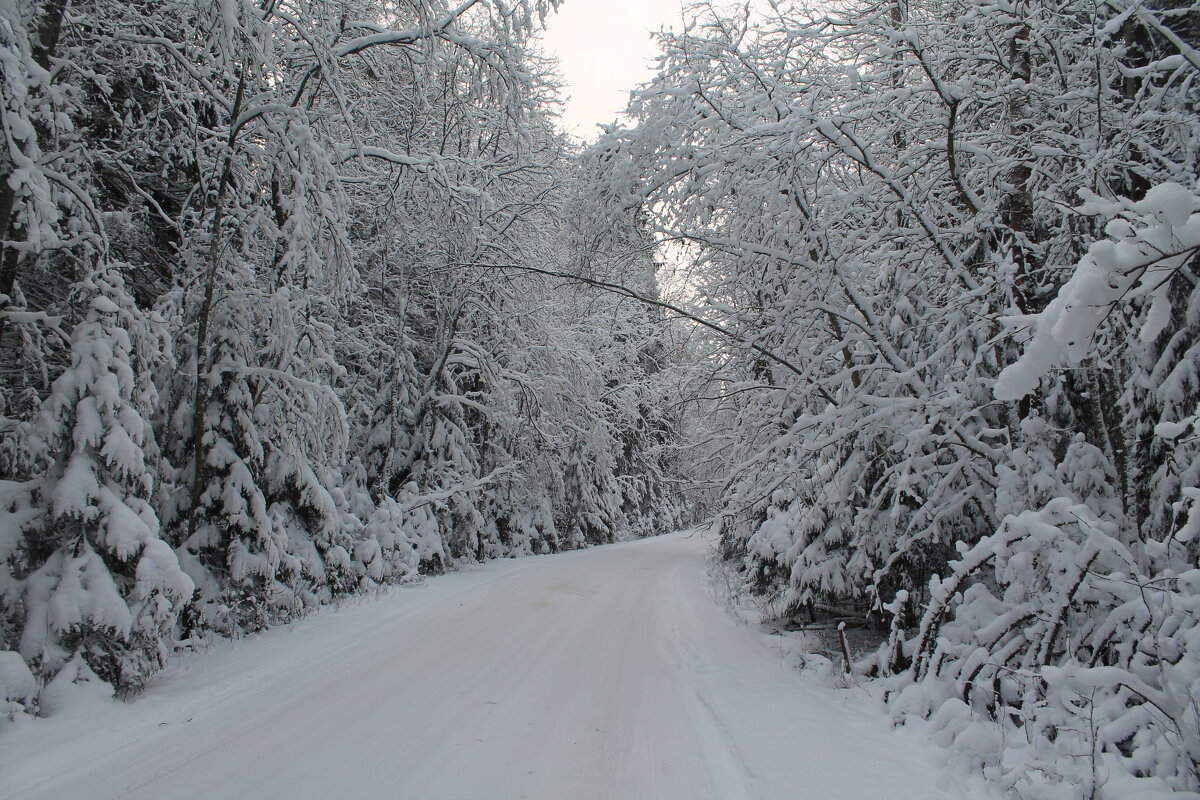 Зимний лес дорога - maikl falkon 