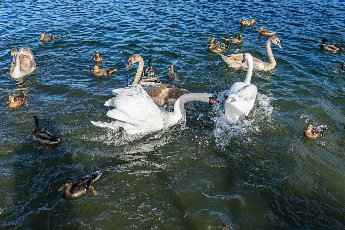 Разборки в птичье стане... - Александр Тихомиров Разборки в птичье стане... - Александр Тихомиров