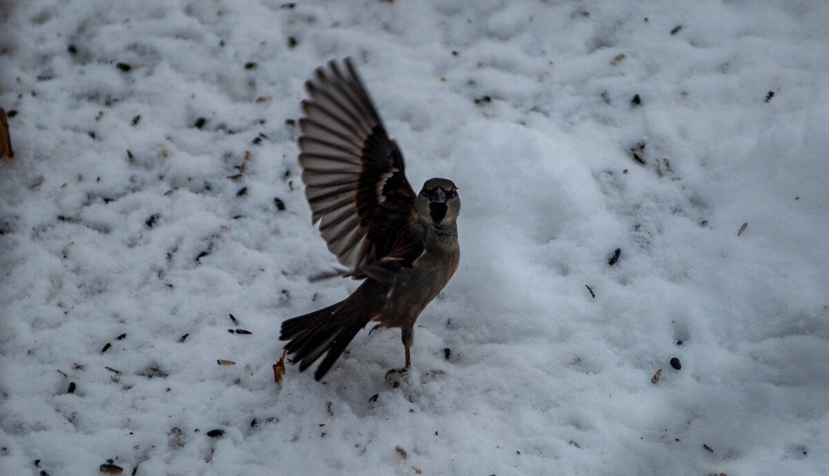 Кормушка 3 - Владимир Иванович