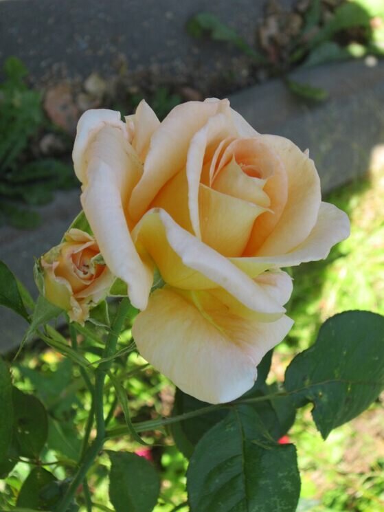 Чудесный цветок! - Дмитрий Никитин