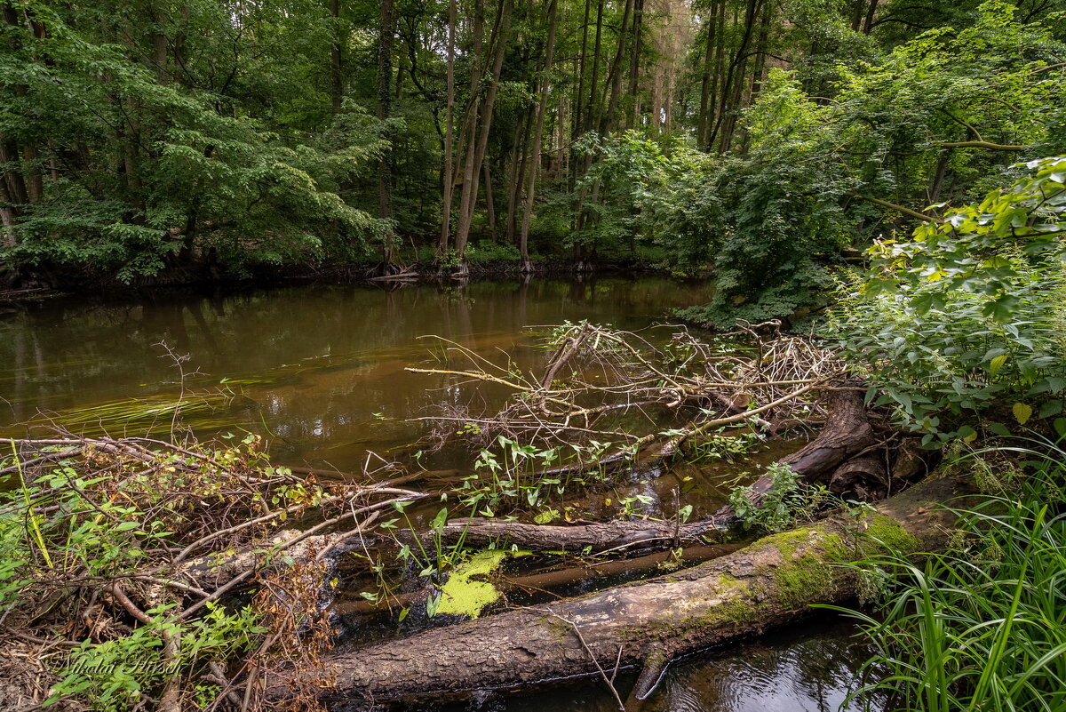 Непроходимка... - Николай Гирш