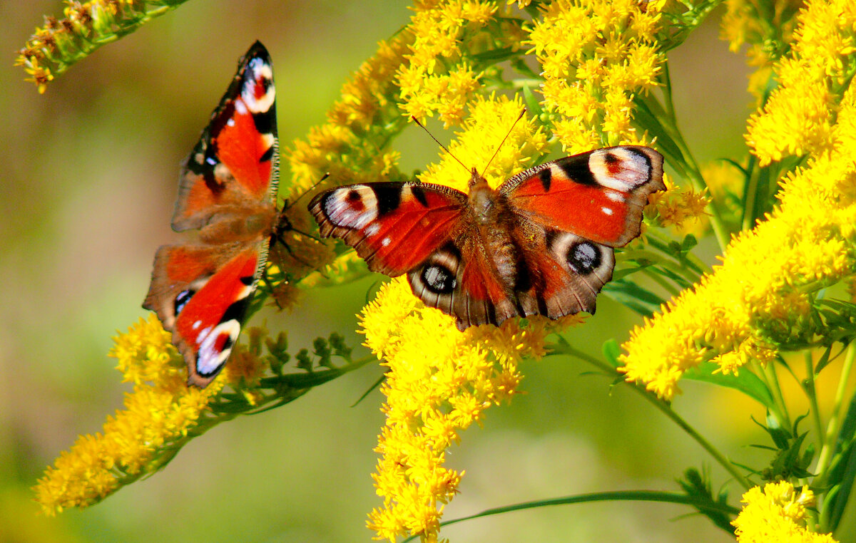 опять про бабочек...276 - Александр Прокудин