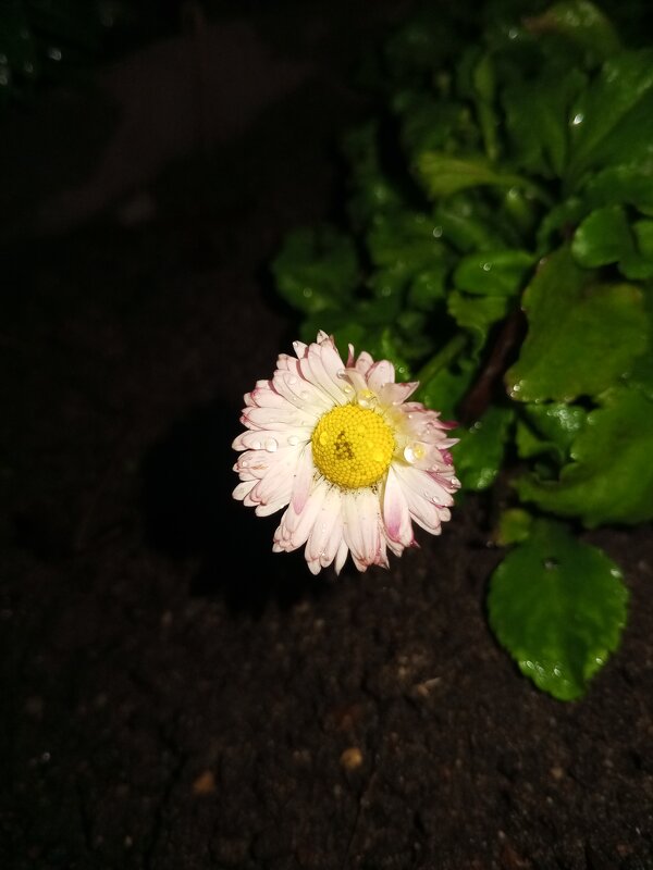 Астра - Сапсан 