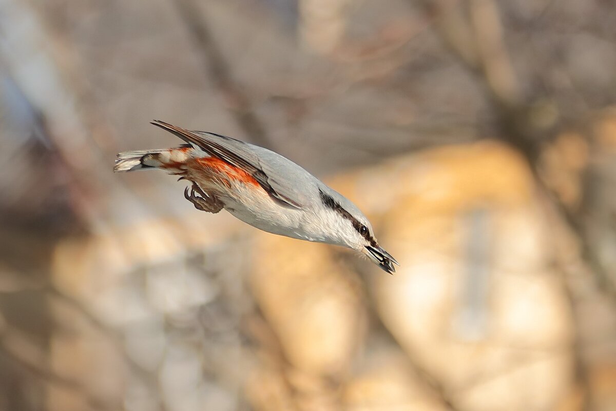 Лечу или падаю? - Татьяна Бравая Лечу или падаю? - Татьяна Бравая