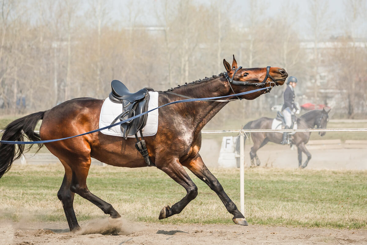 На корде - SanSan 