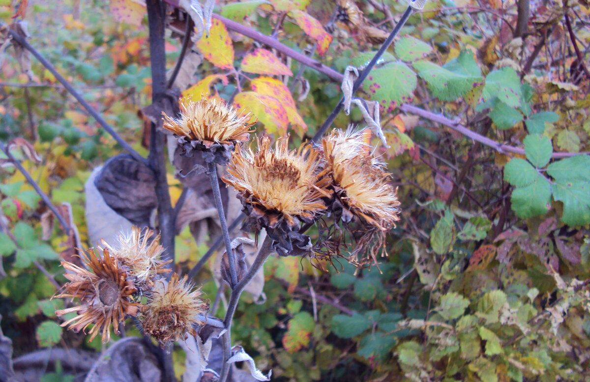 ДАГОМЫС - Tata Wolf