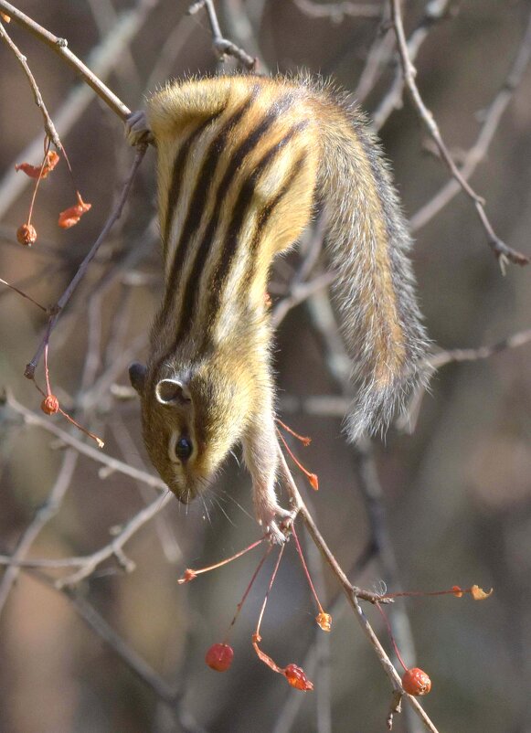 Заготовитель - Михаил Белоусов