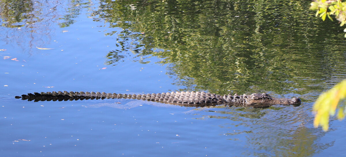 Аллигатор - Yury 