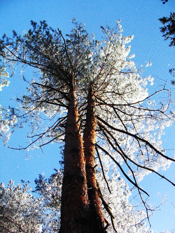 Во всей красе - Людмила Смородинская
